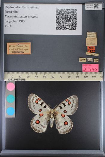 Media type: image;   Entomology 70479